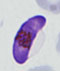 熱帯熱マラリア 生殖母体(雌)
