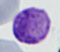 卵形マラリア 生殖母体(雌)